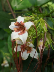 Strophanthus