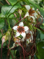 Strophanthus