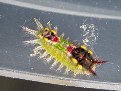 Doratifera oxleyi