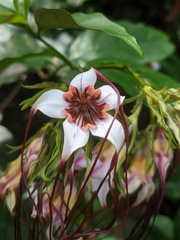 Strophanthus