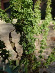 Rumex obtusifolius