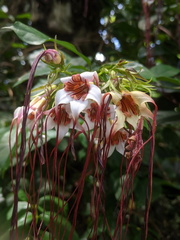 Strophanthus