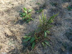 Rumex obtusifolius