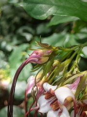 Strophanthus