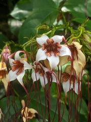 Strophanthus
