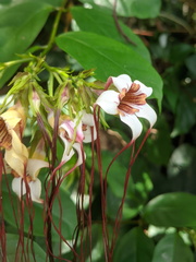 Strophanthus