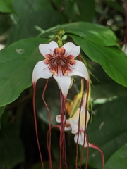 Strophanthus
