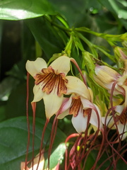 Strophanthus