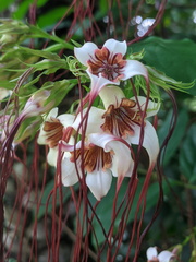Strophanthus