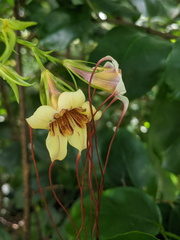 Strophanthus