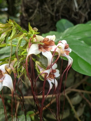 Strophanthus