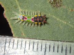 Doratifera oxleyi