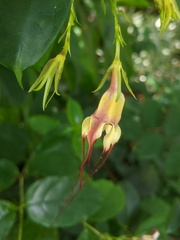 Strophanthus