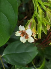Strophanthus