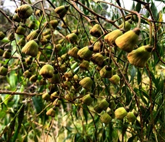 Codonocarpus attenuatus
