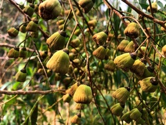 Codonocarpus attenuatus