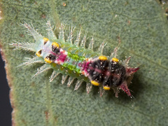 Doratifera oxleyi