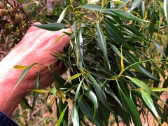 Codonocarpus attenuatus