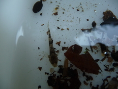Cottus gobio