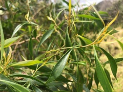 Codonocarpus attenuatus