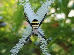 Argiope caledonia