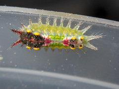 Doratifera oxleyi