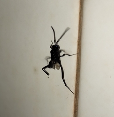 Evania appendigaster