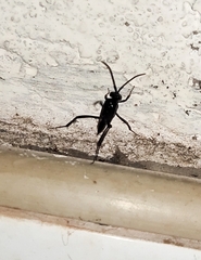 Evania appendigaster