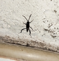 Evania appendigaster