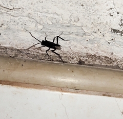 Evania appendigaster