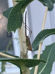 Conocephalus attenuatus