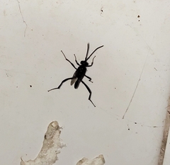 Evania appendigaster