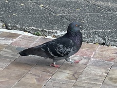 Columba livia domestica