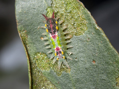 Doratifera oxleyi