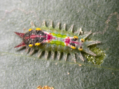 Doratifera oxleyi