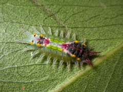 Doratifera oxleyi