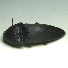 Diplostethus texanus