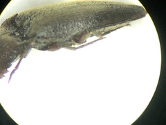 Diplostethus texanus