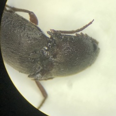 Diplostethus texanus
