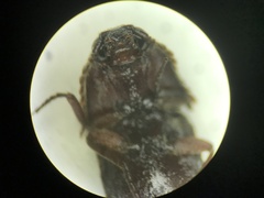 Diplostethus texanus