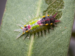 Doratifera oxleyi