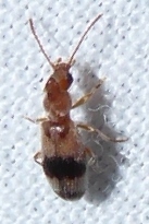 Notoxus calcaratus