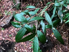 Croton stigmatosus