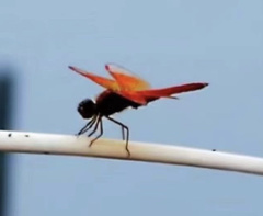 Brachythemis contaminata