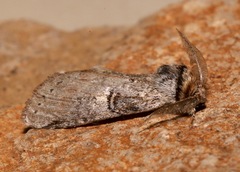 Scevesia angustiora