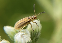 Ophraella conferta