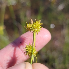 Carex cryptolepis