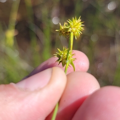 Carex cryptolepis