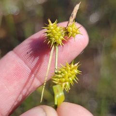 Carex cryptolepis