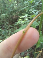 Passiflora platyloba